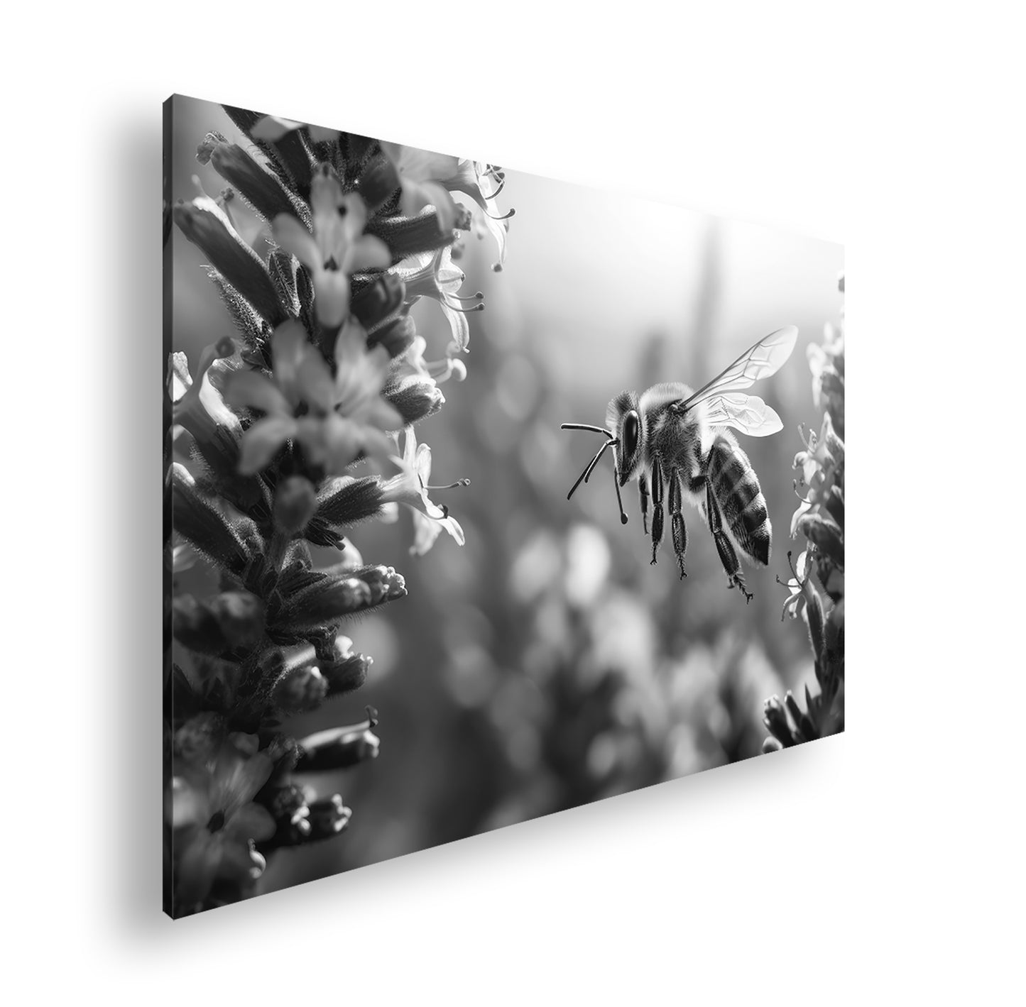 Hauptbild Schwarz & Weiß Standart