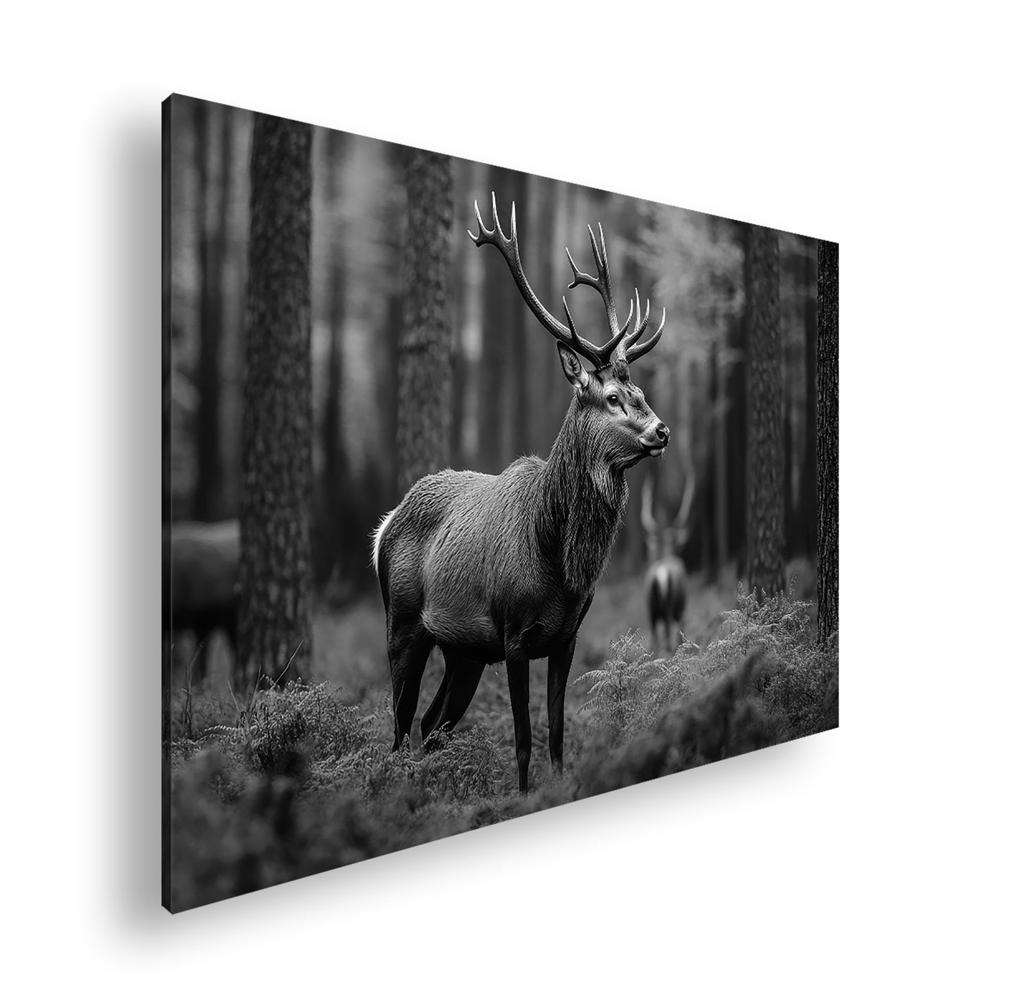 Hauptbild Schwarz & Weiß Standart