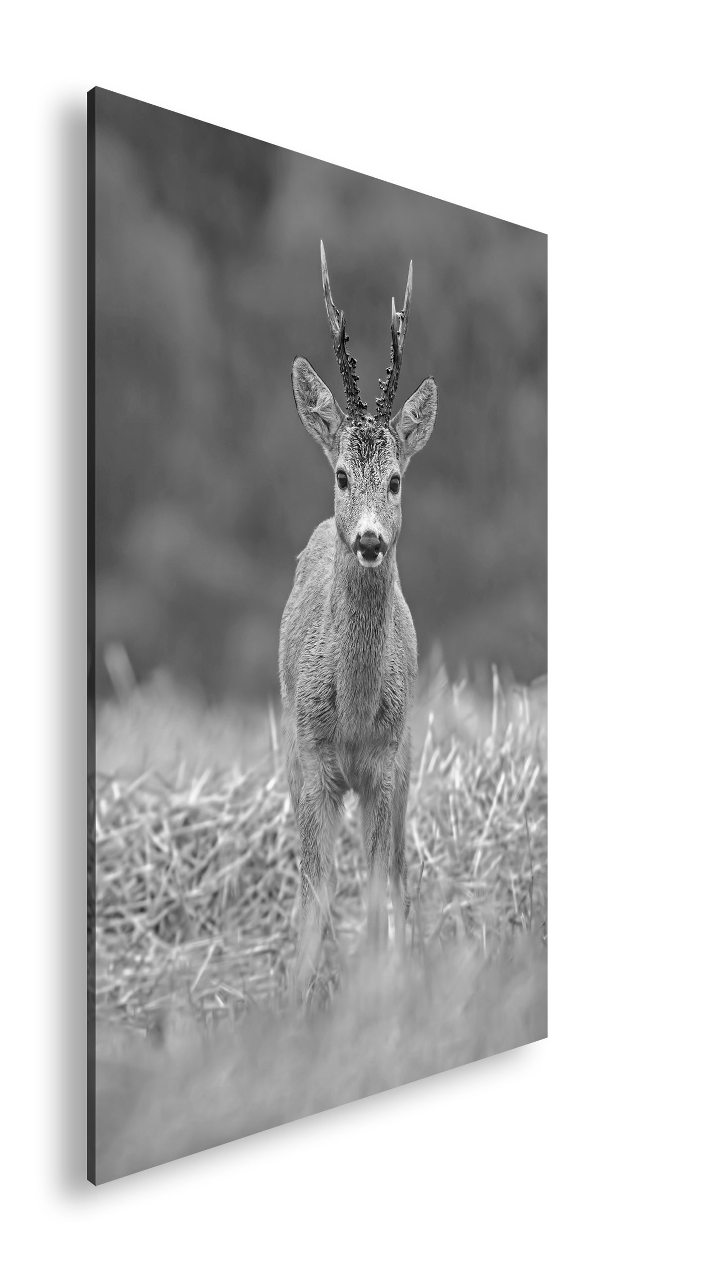 Hauptbild Schwarz & Weiß Standart