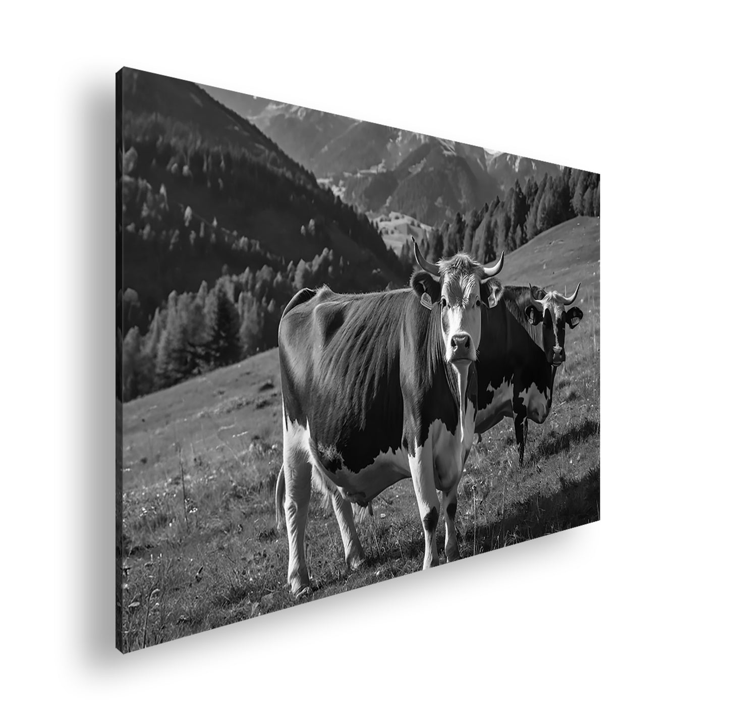 Hauptbild Schwarz & Weiß Standart