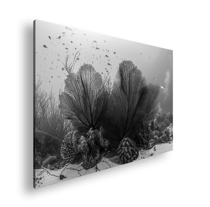 Hauptbild Schwarz & Weiß Standart