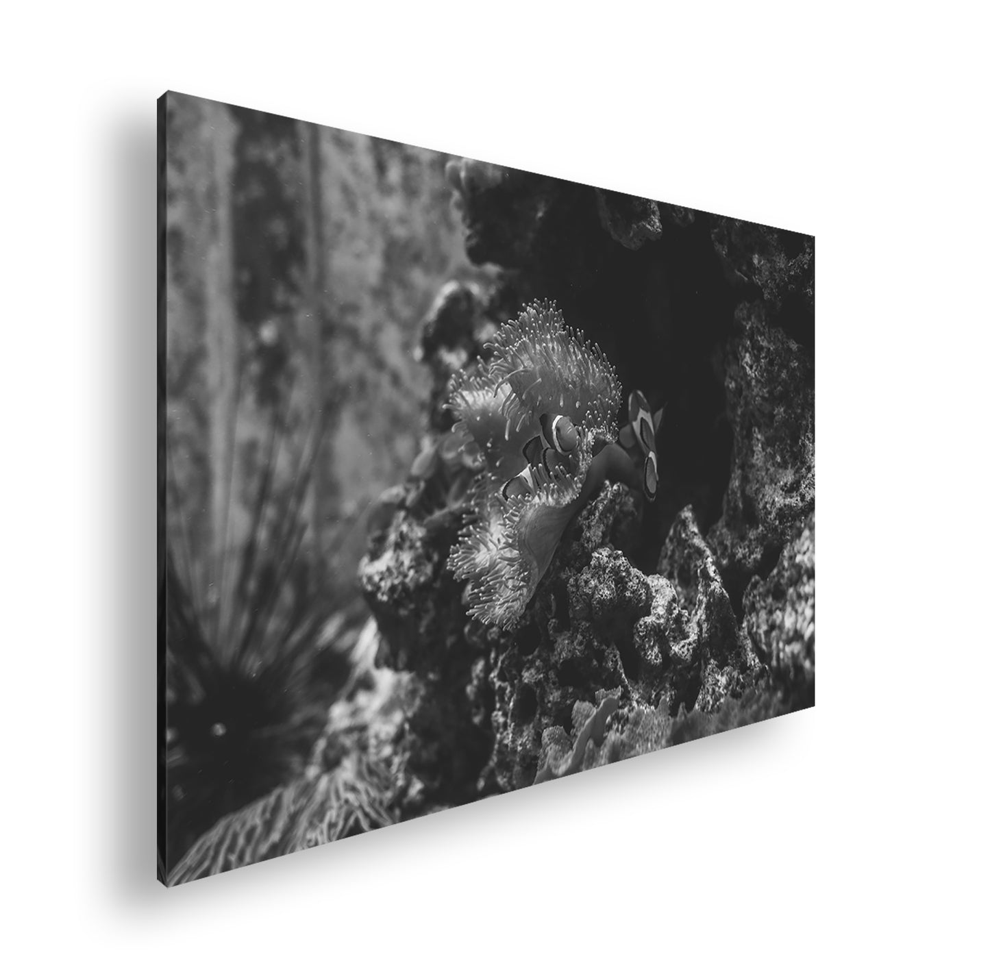 Hauptbild Schwarz & Weiß Standart