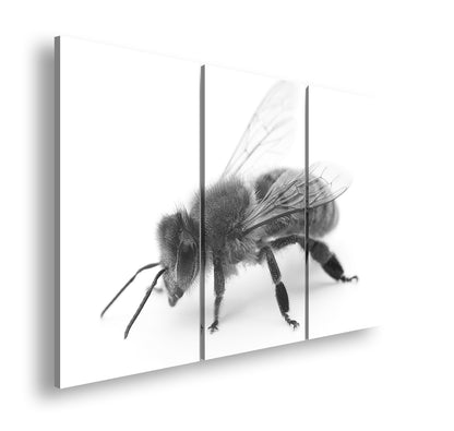 Hauptbild Schwarz & Weiß 3 Teilig