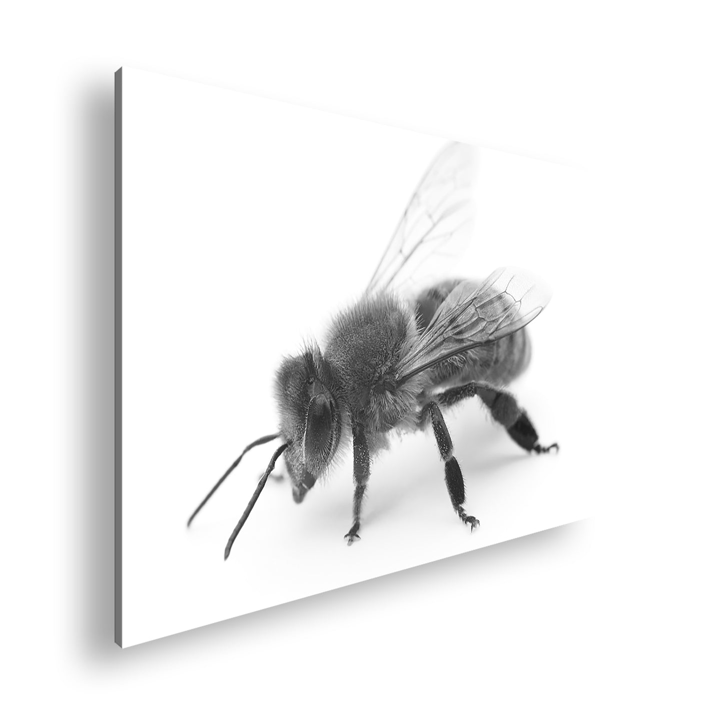 Hauptbild Schwarz & Weiß Standart