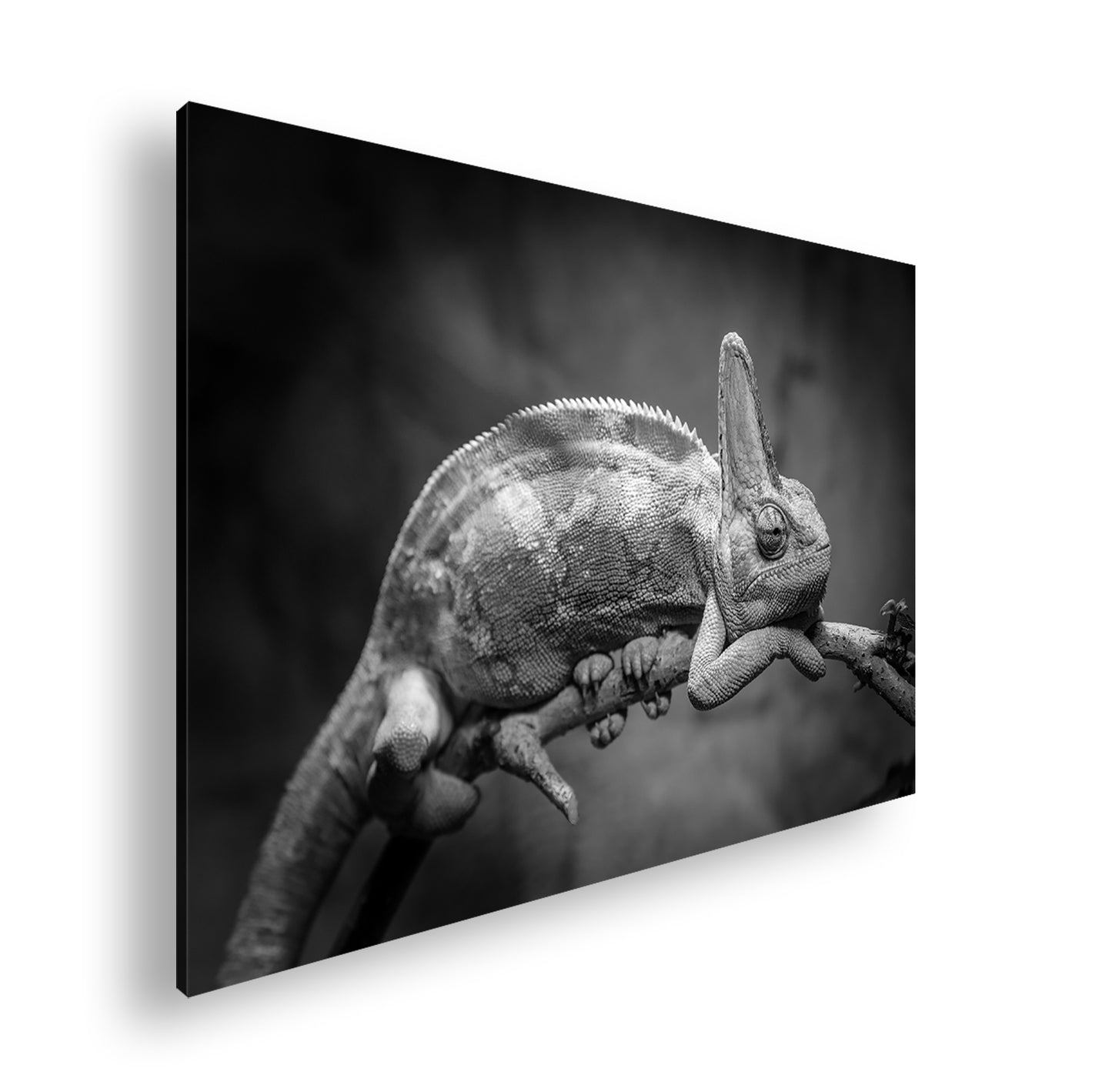 Hauptbild Schwarz & Weiß Standart