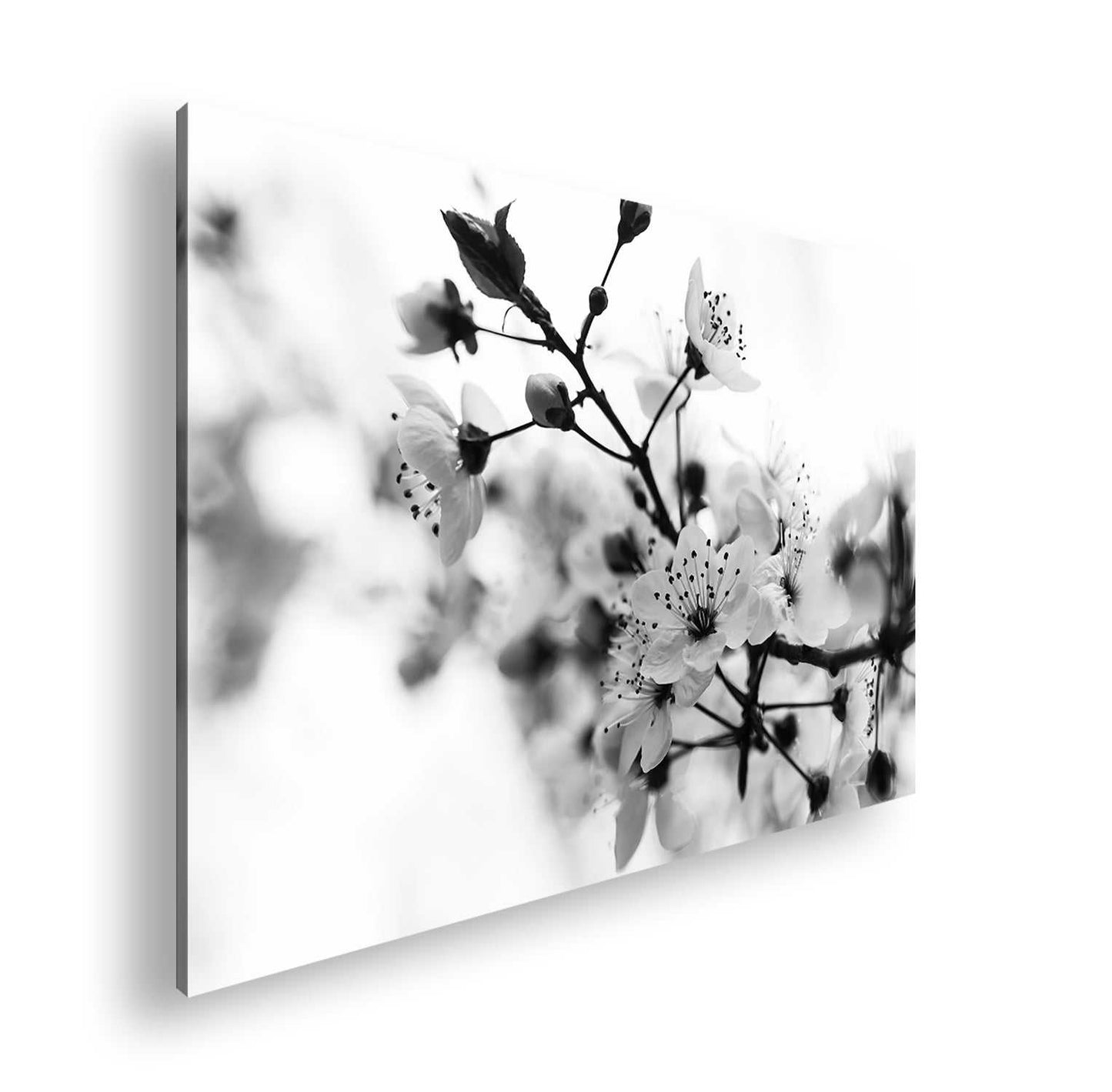 Hauptbild Schwarz & Weiß Standart