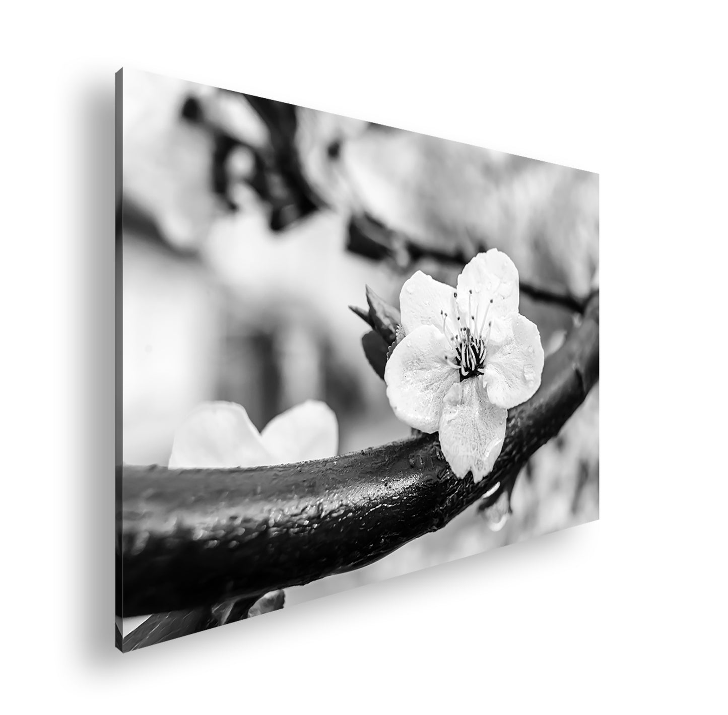 Hauptbild Schwarz & Weiß Standart