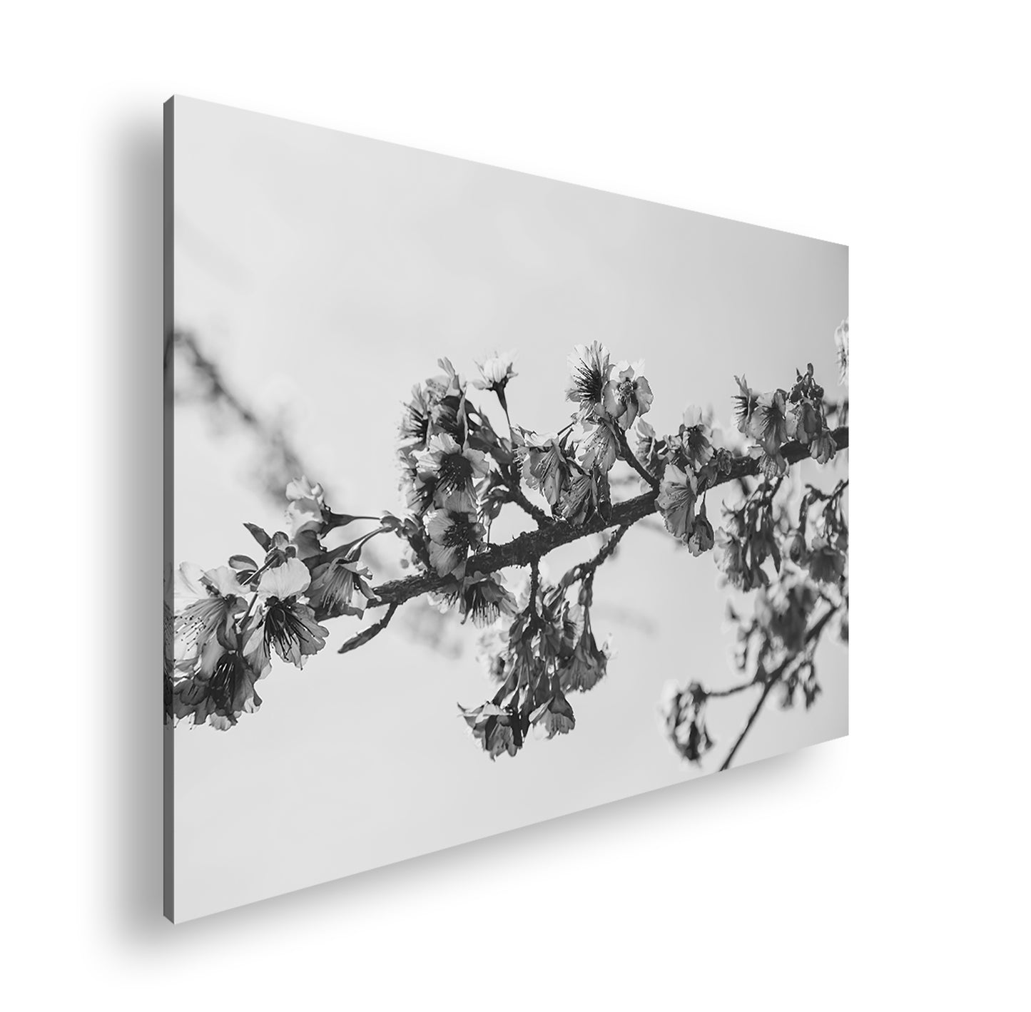 Hauptbild Schwarz & Weiß Standart