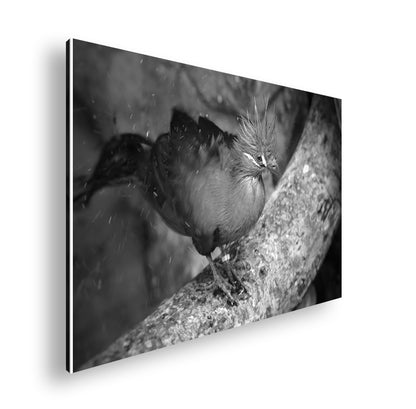 Hauptbild Schwarz & Weiß Standart