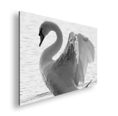 Hauptbild Schwarz & Weiß Standart