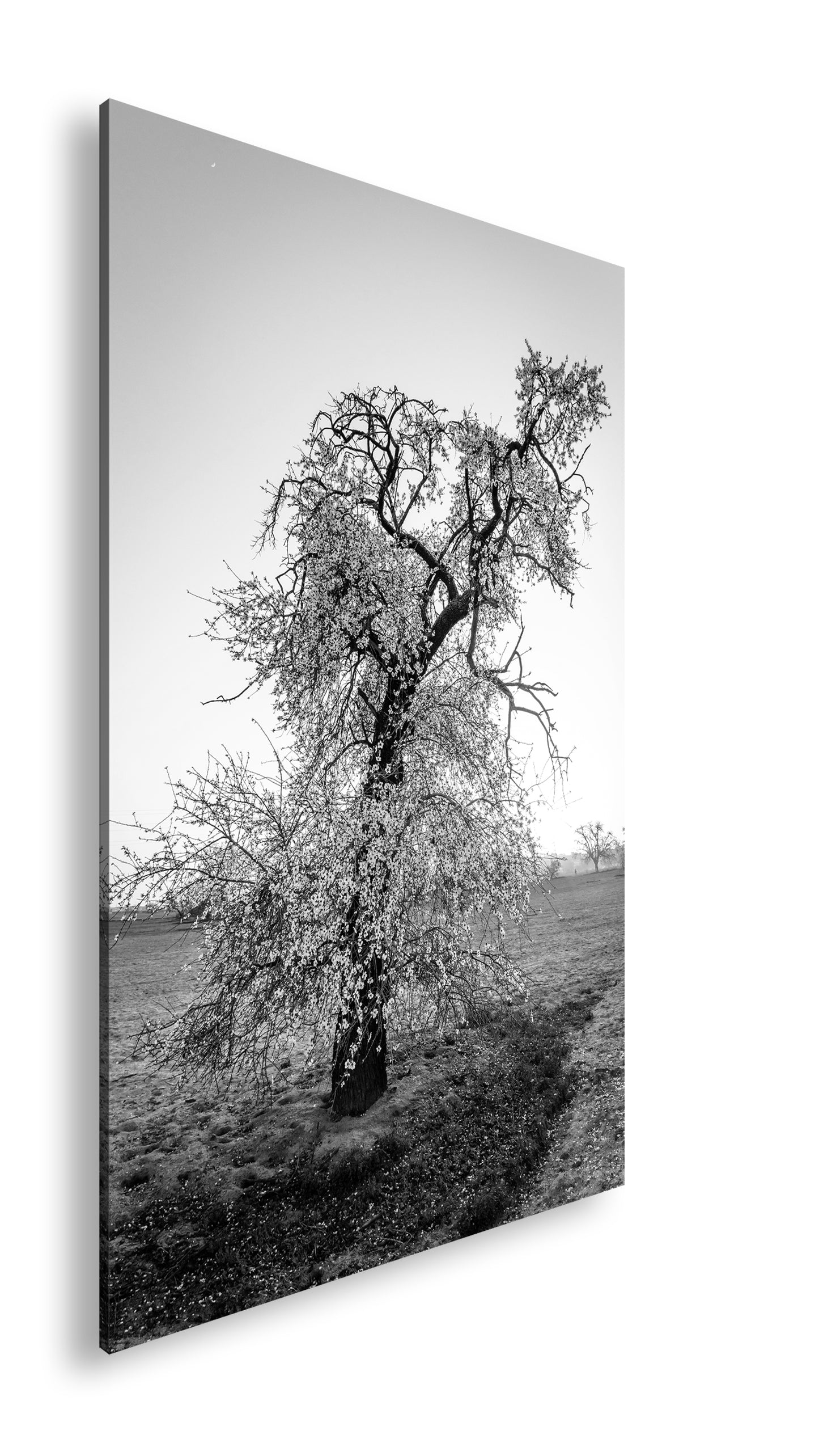 Hauptbild Schwarz & Weiß Standart