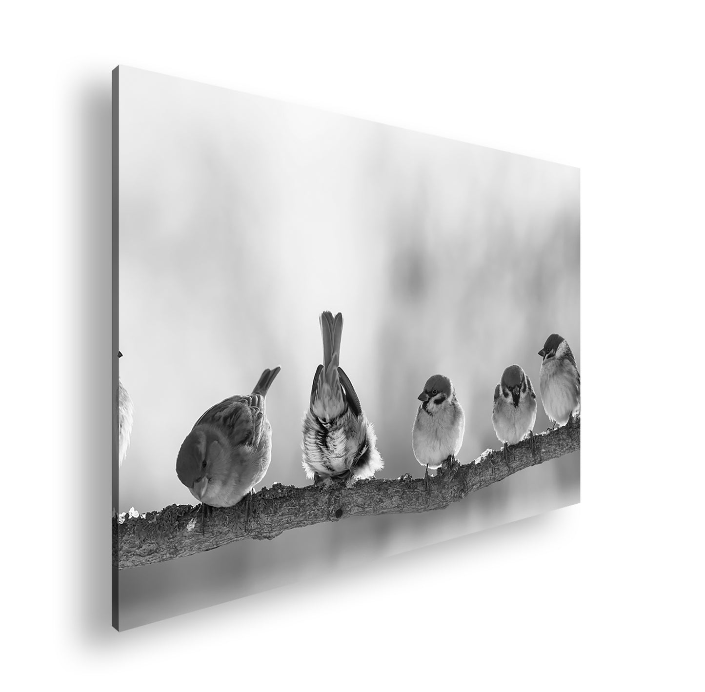 Hauptbild Schwarz & Weiß Standart