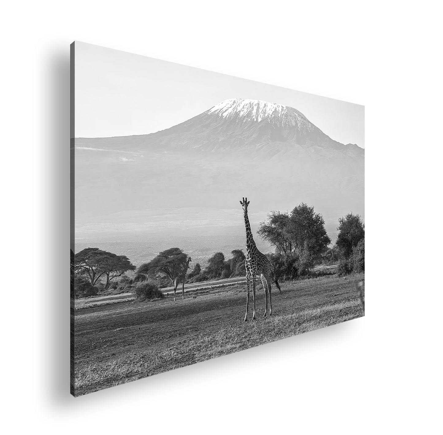 Hauptbild Schwarz & Weiß Standart