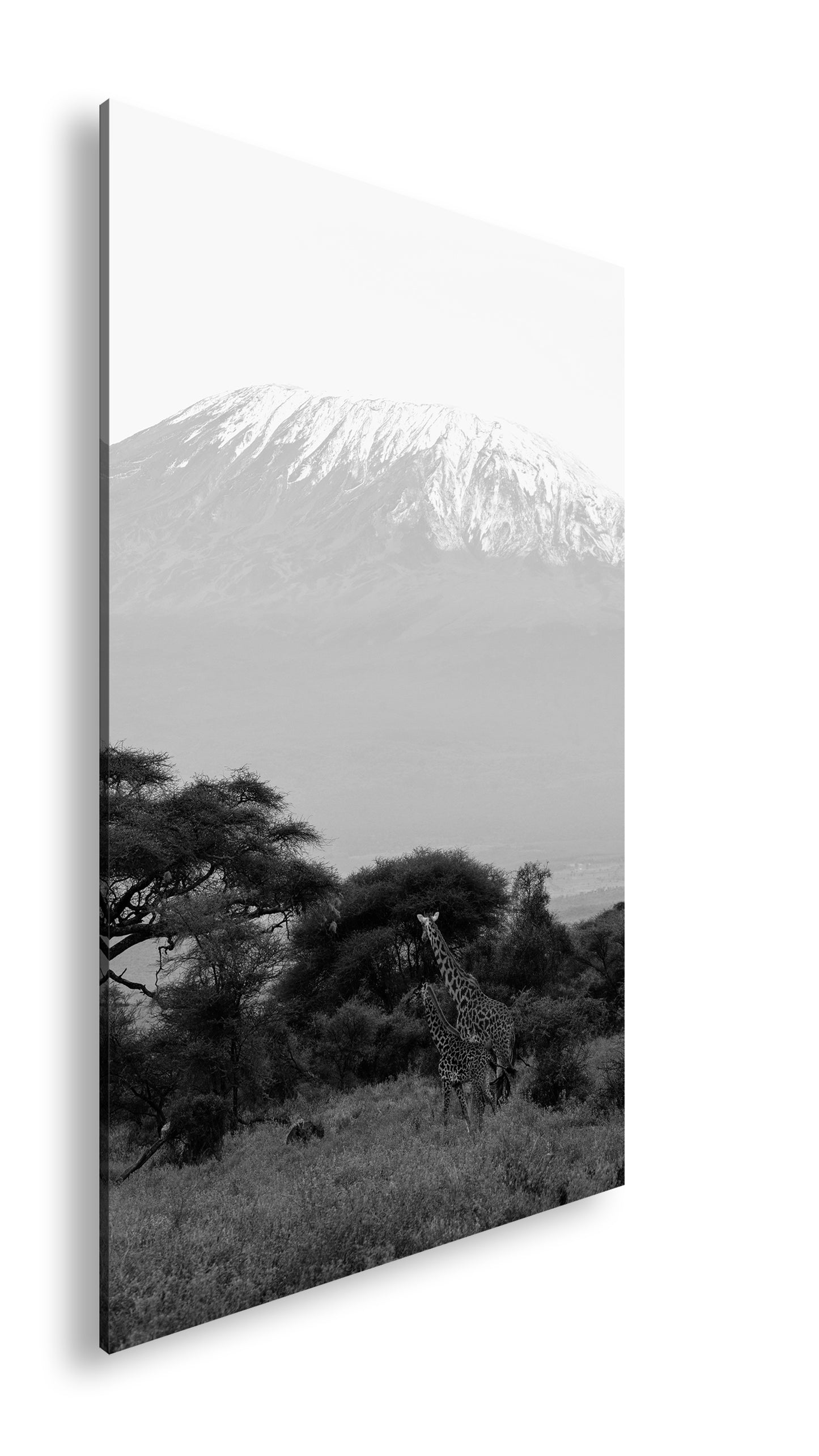 Hauptbild Schwarz & Weiß Standart