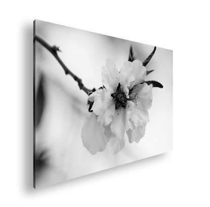 Hauptbild Schwarz & Weiß Standart