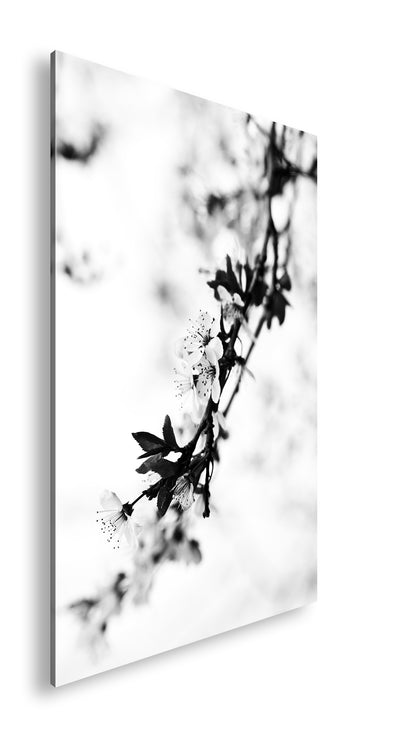 Hauptbild Schwarz & Weiß Standart