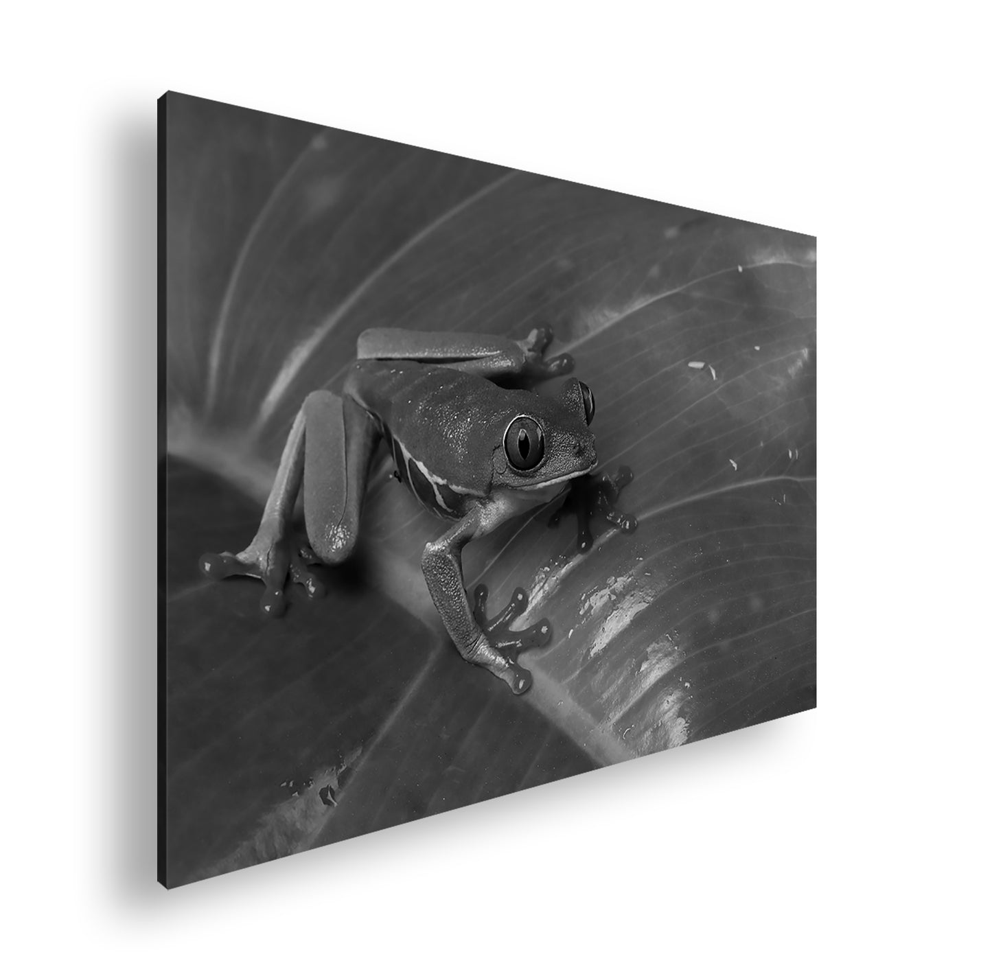 Hauptbild Schwarz & Weiß Standart