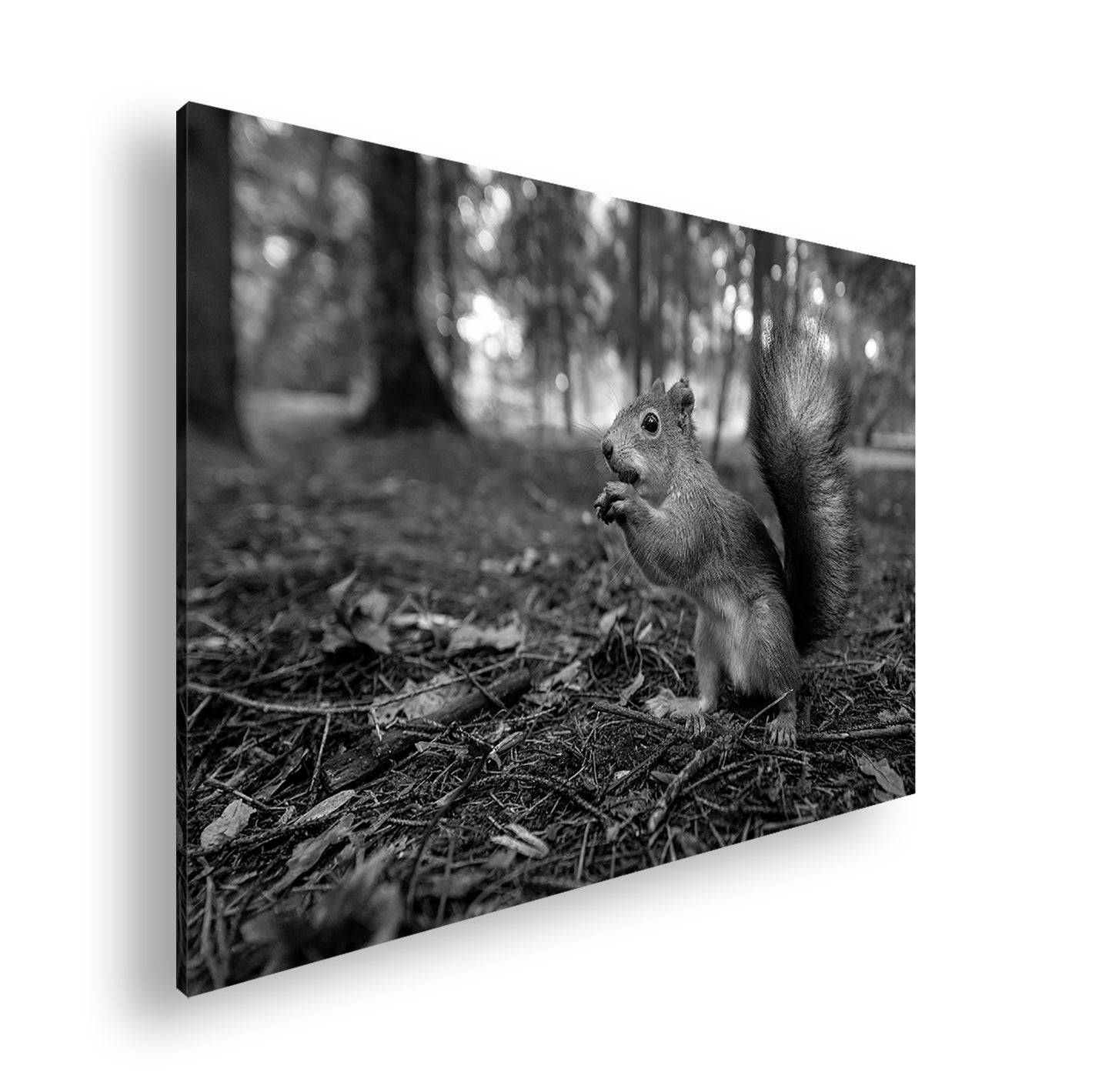 Hauptbild Schwarz & Weiß Standart