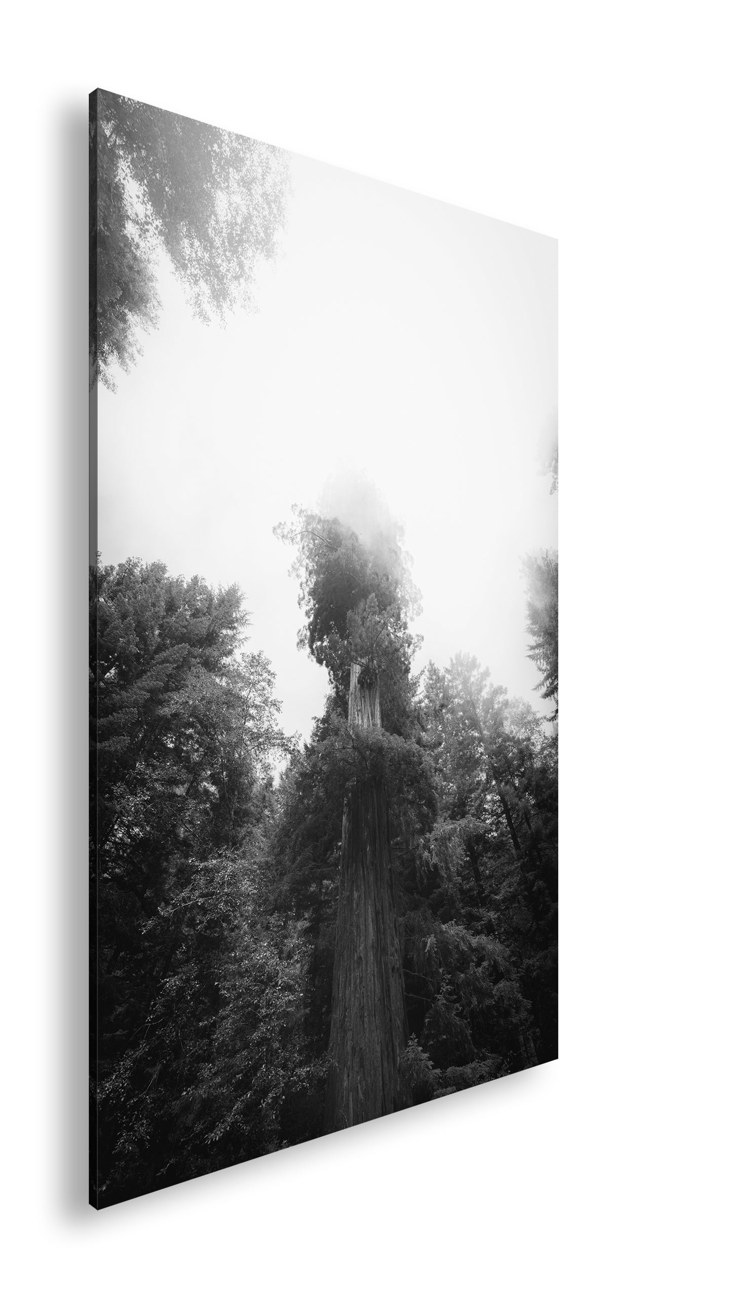 Hauptbild Schwarz & Weiß Standart