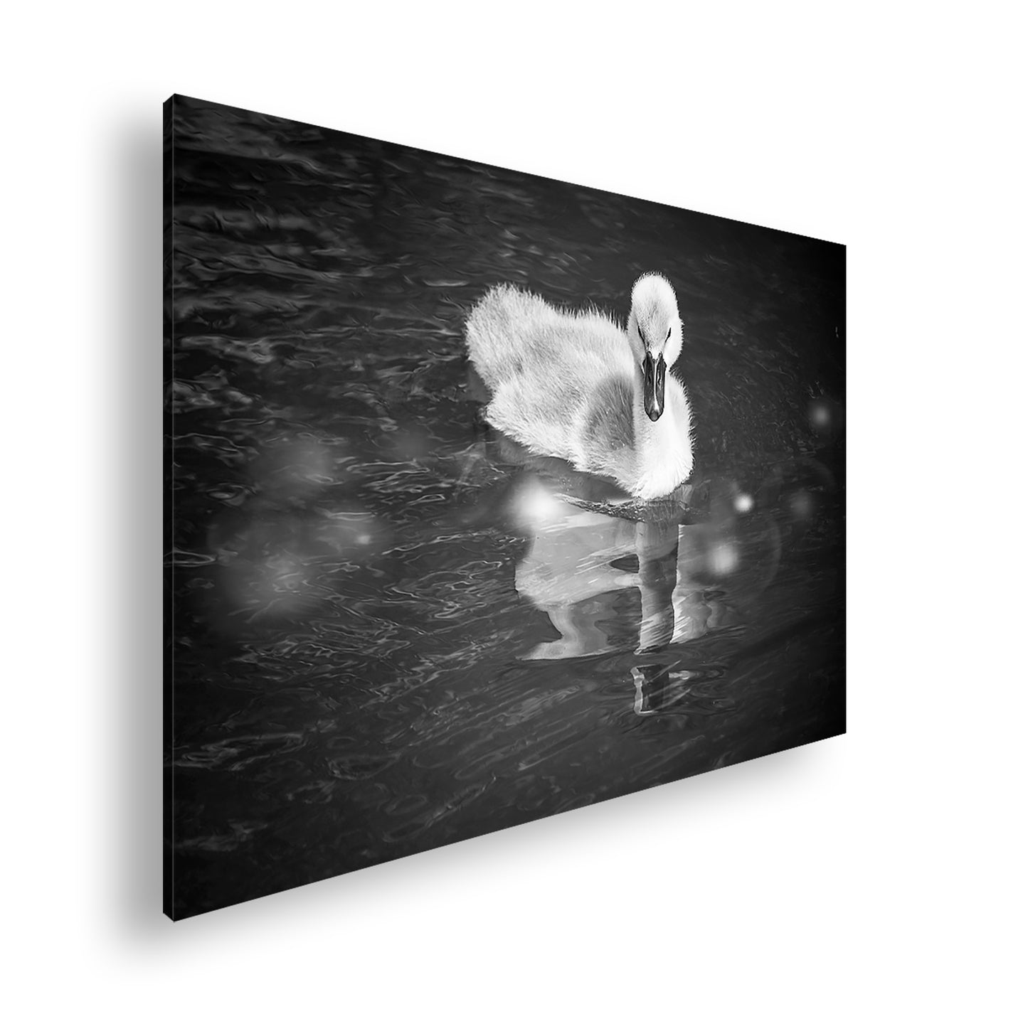 Hauptbild Schwarz & Weiß Standart