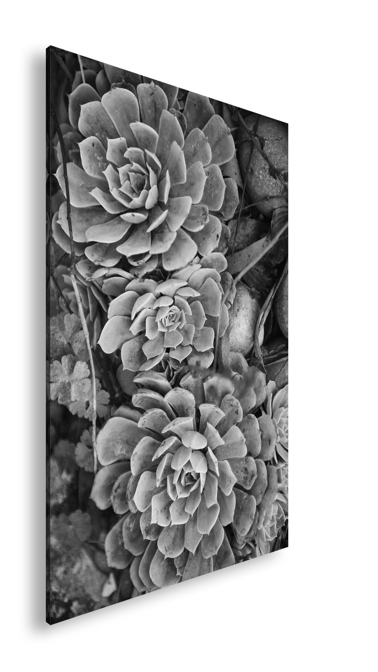 Hauptbild Schwarz & Weiß Standart