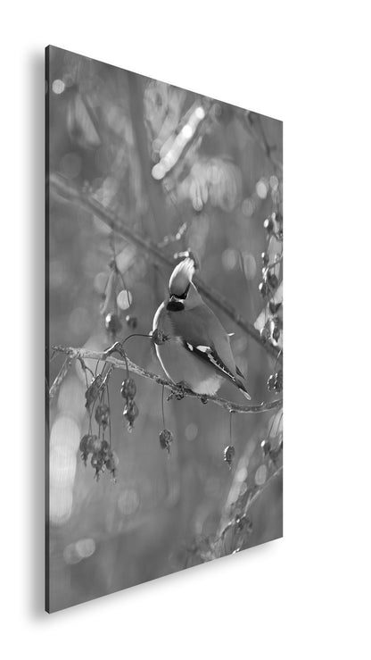 Hauptbild Schwarz & Weiß Standart