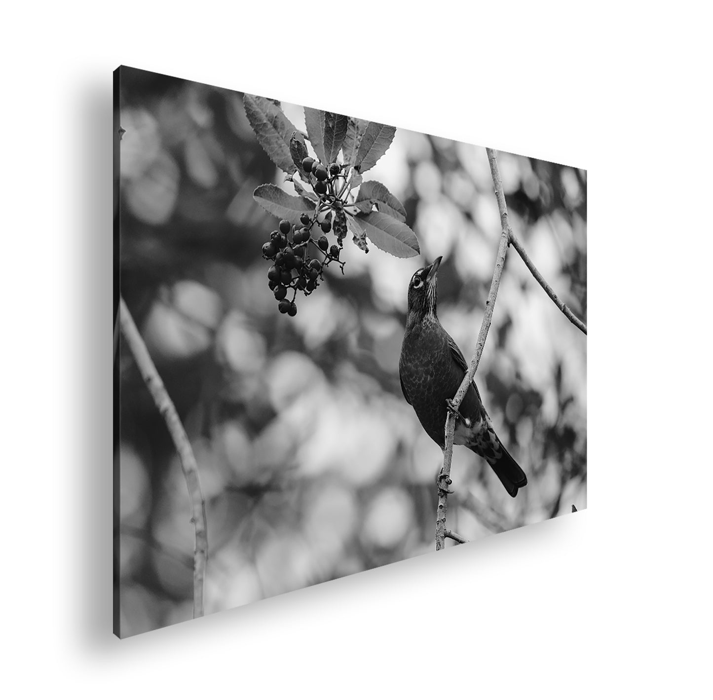 Hauptbild Schwarz & Weiß Standart