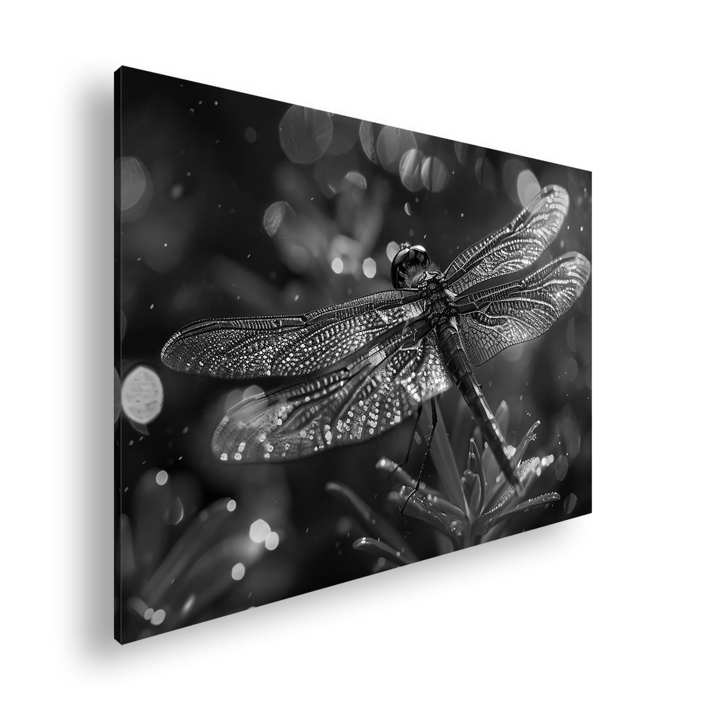 Hauptbild Schwarz & Weiß Standart