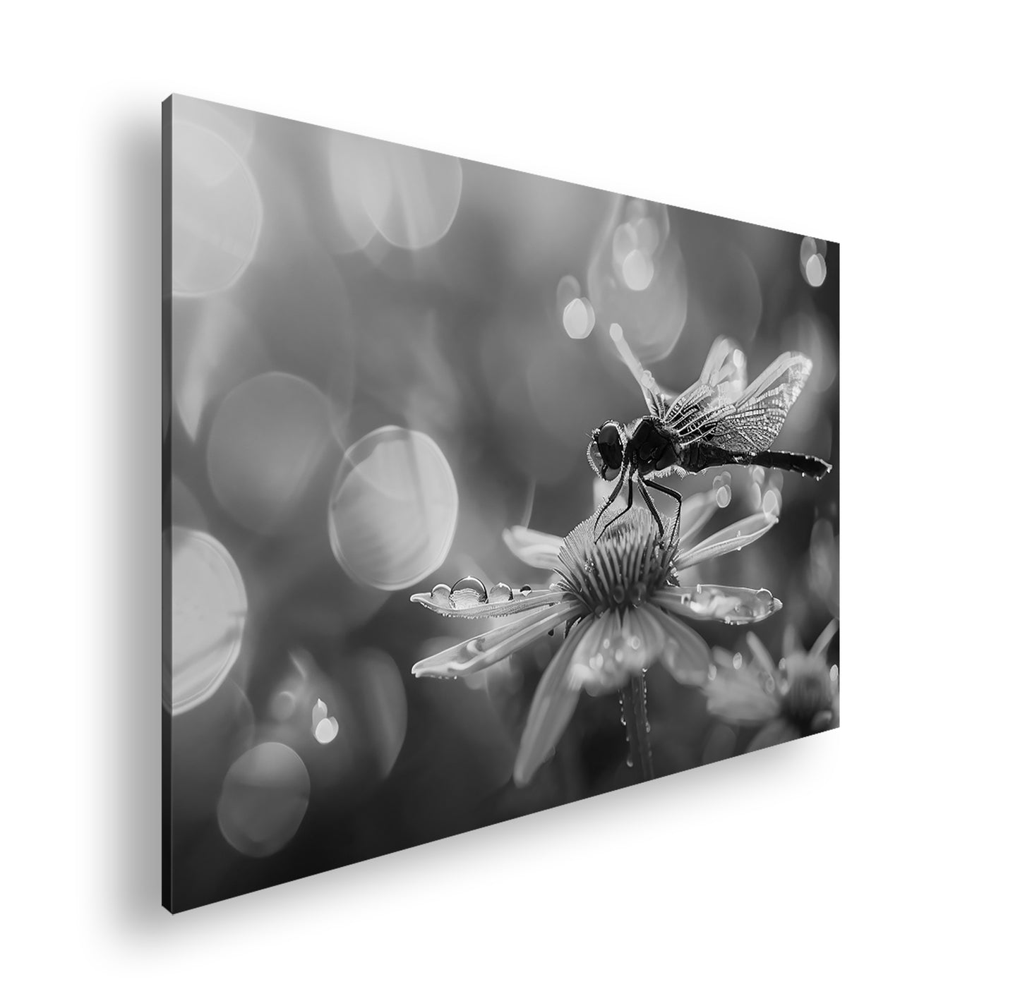 Hauptbild Schwarz & Weiß Standart