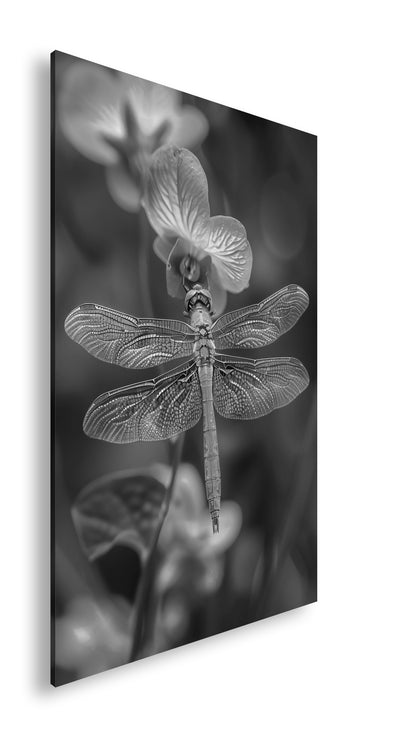 Hauptbild Schwarz & Weiß Standart