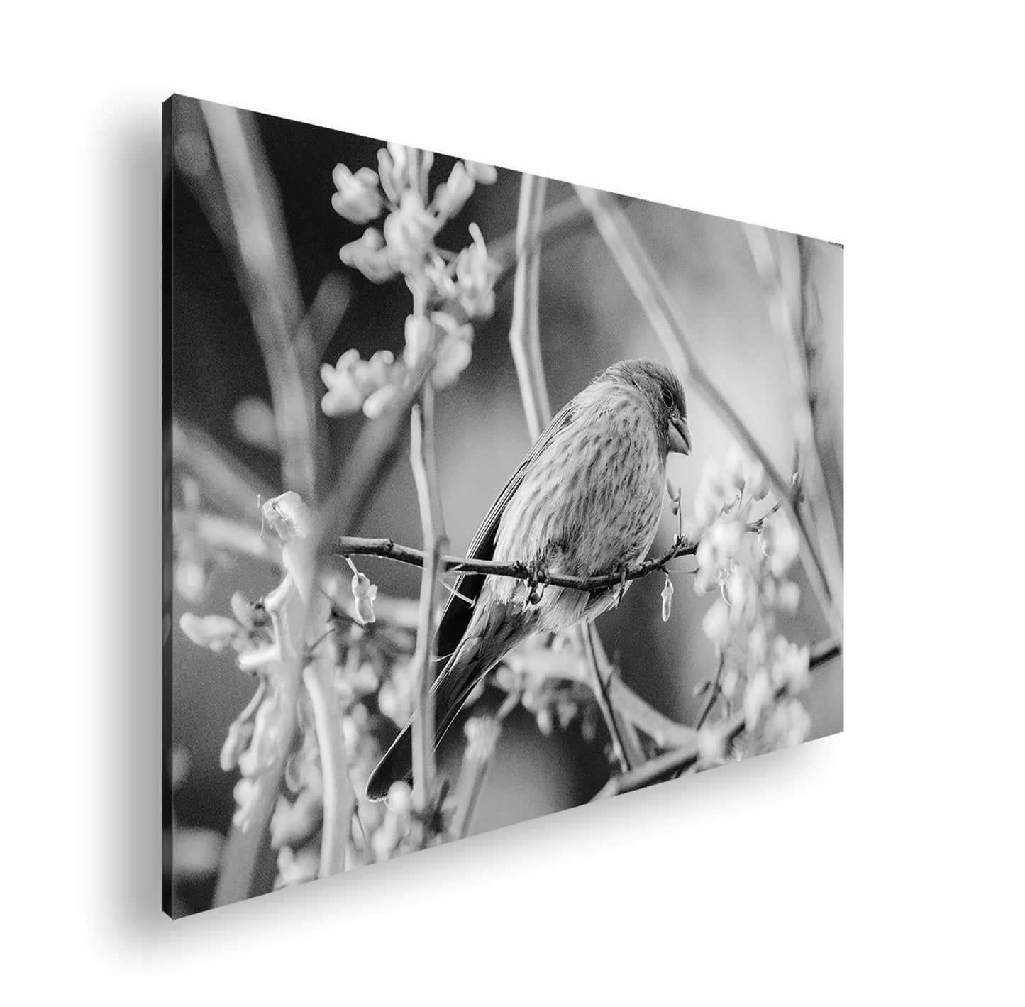 Hauptbild Schwarz & Weiß Standart