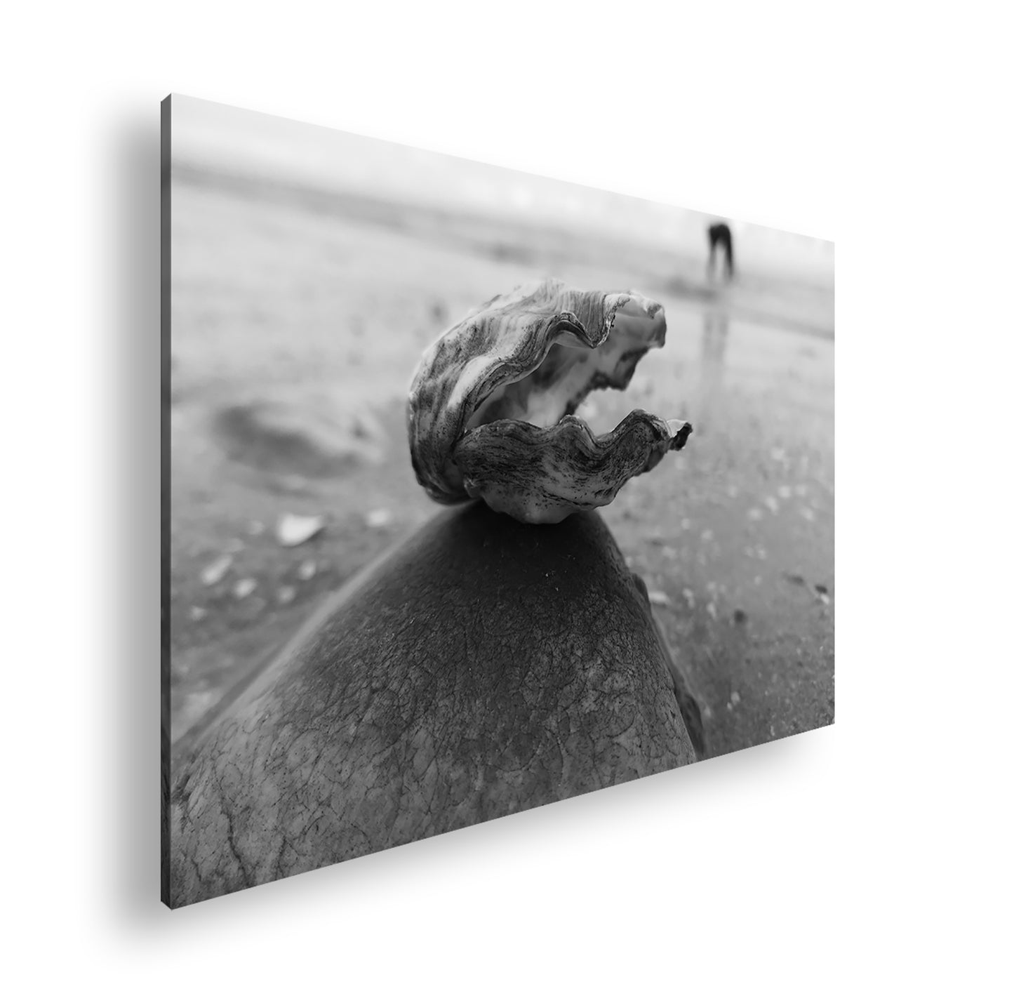 Hauptbild Schwarz & Weiß Standart