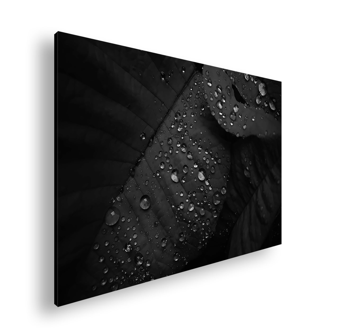 Hauptbild Schwarz & Weiß Standart