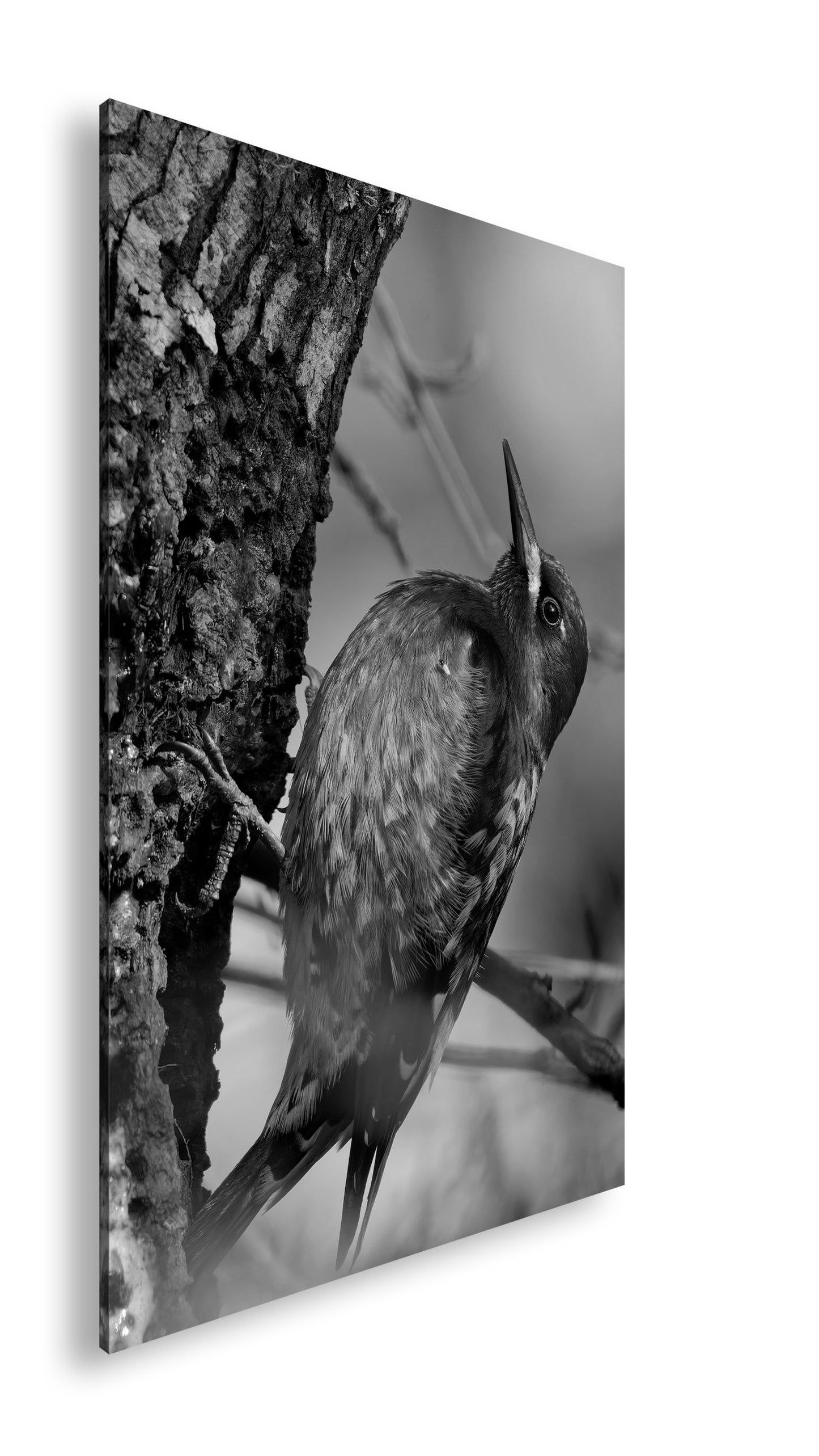 Hauptbild Schwarz & Weiß Standart