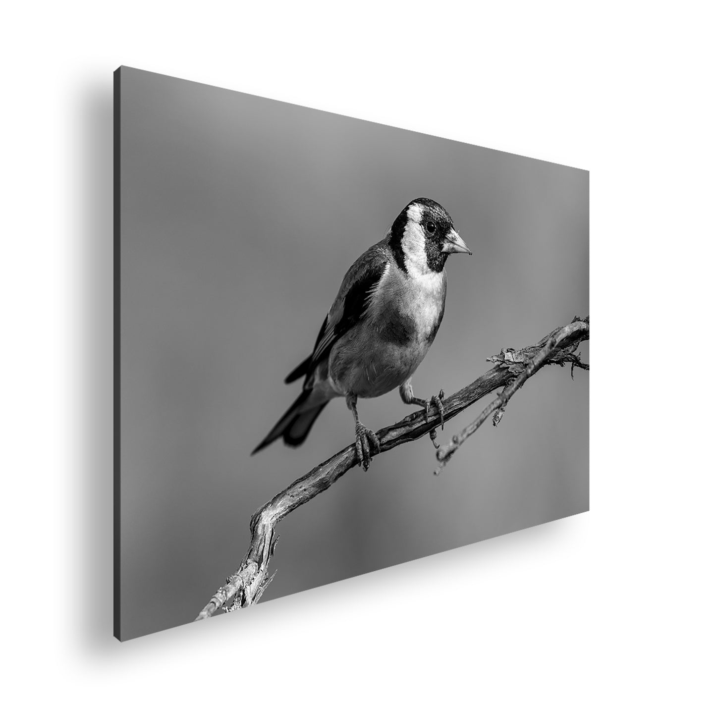 Hauptbild Schwarz & Weiß Standart