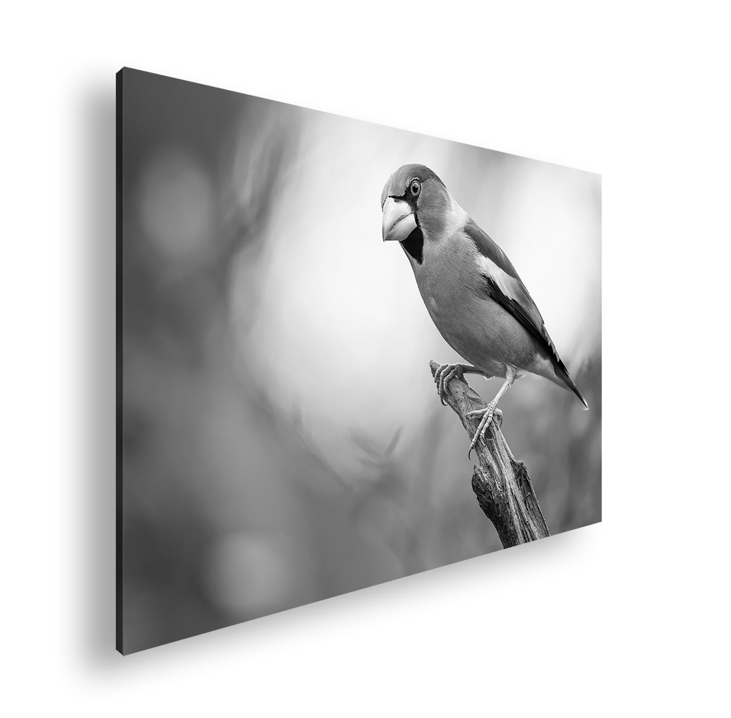 Hauptbild Schwarz & Weiß Standart