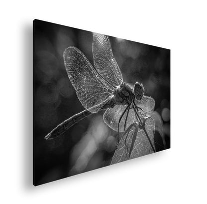 Hauptbild Schwarz & Weiß Standart