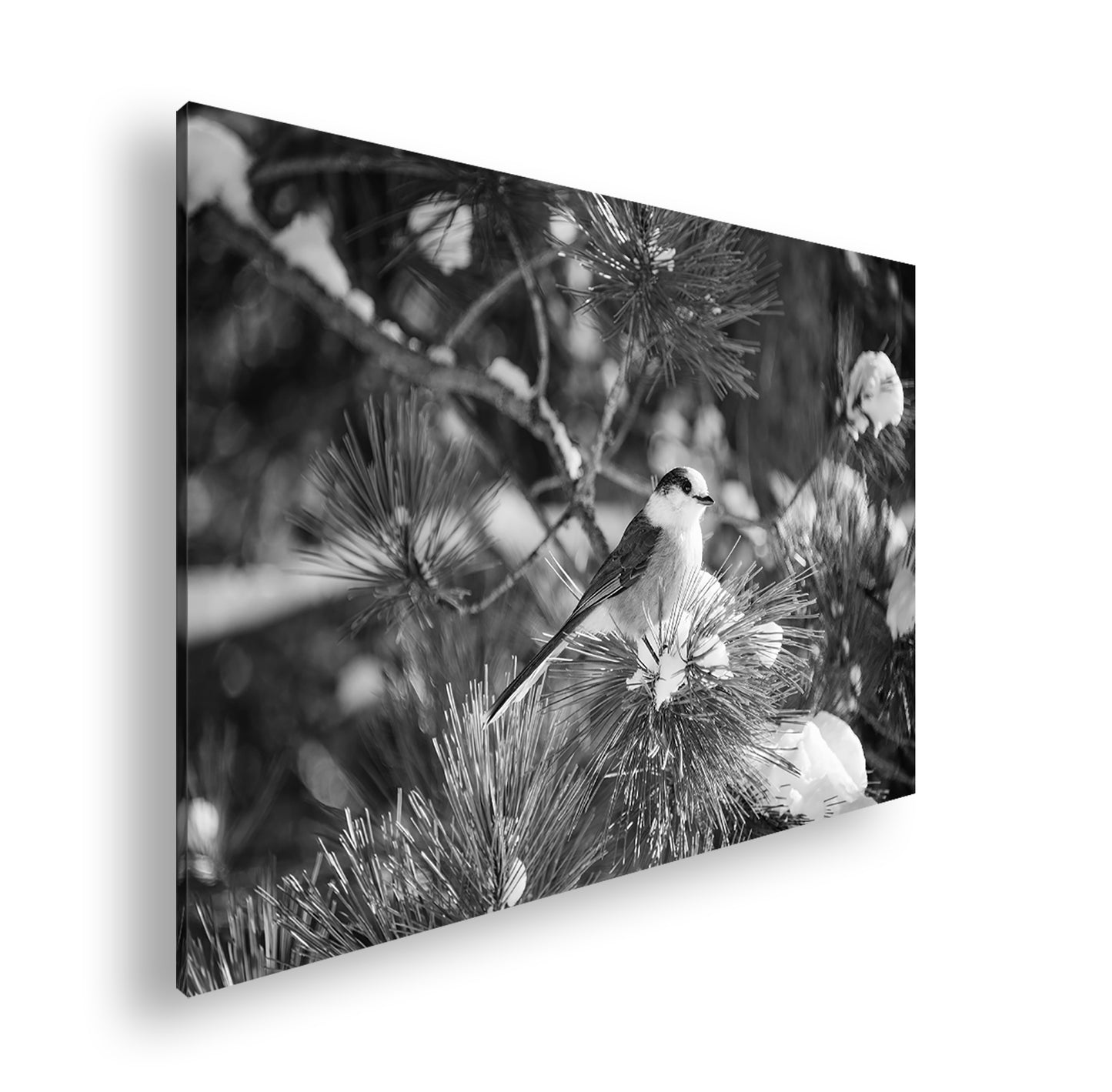 Hauptbild Schwarz & Weiß Standart