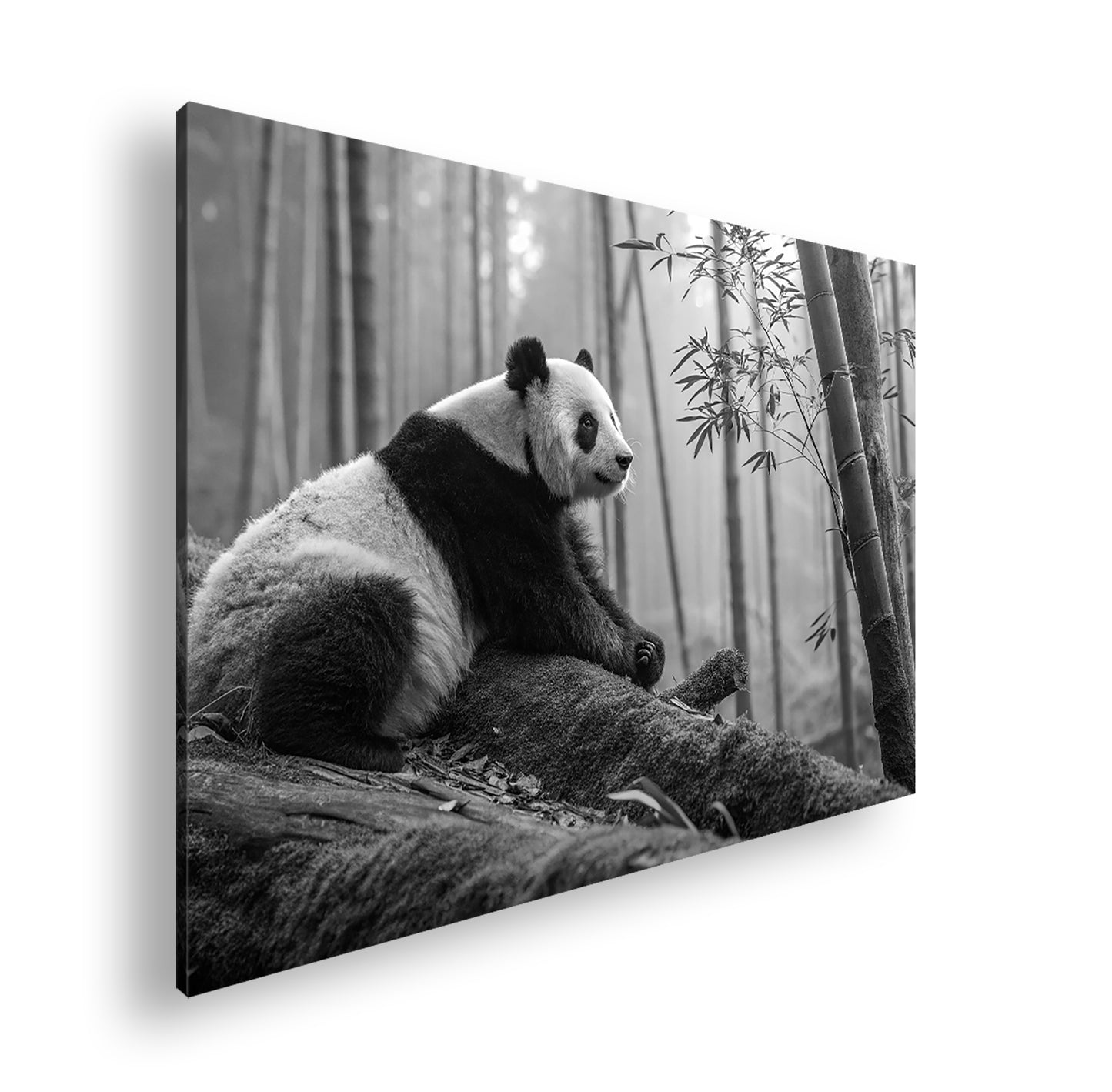 Hauptbild Schwarz & Weiß Standart