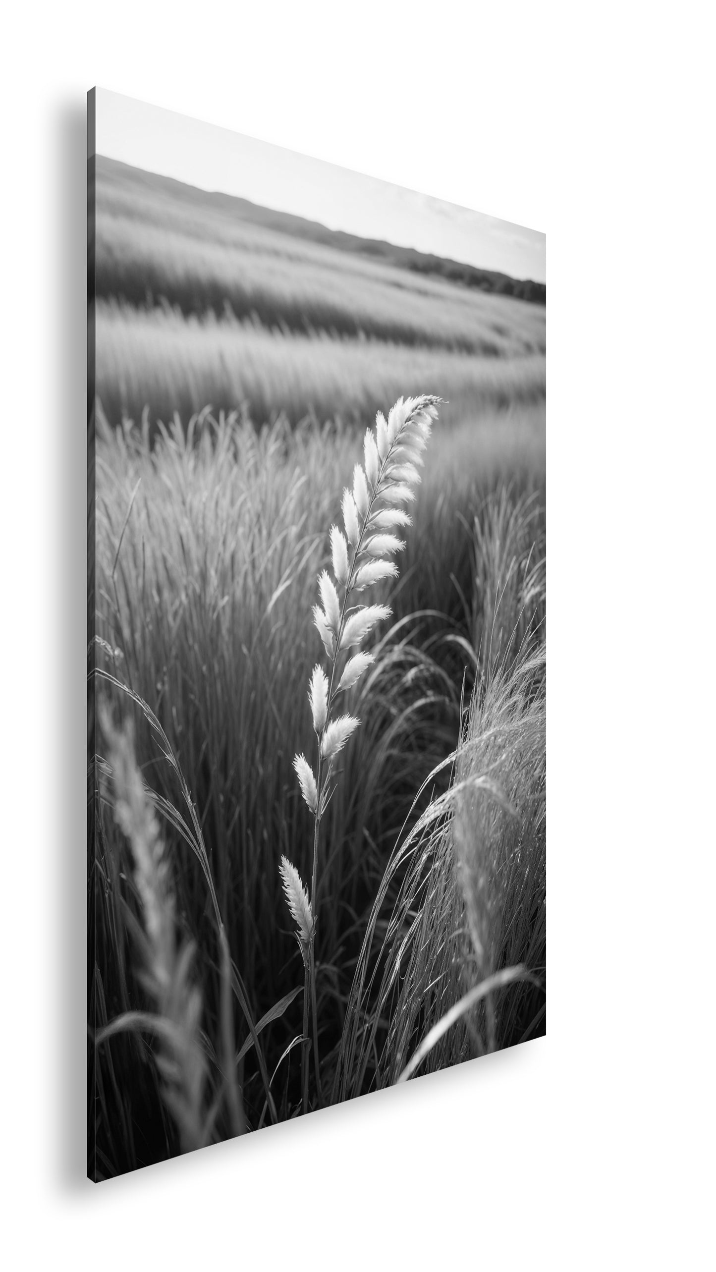 Hauptbild Schwarz & Weiß Standart