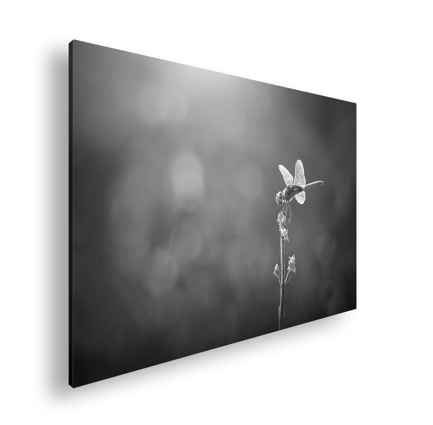 Hauptbild Schwarz & Weiß Standart