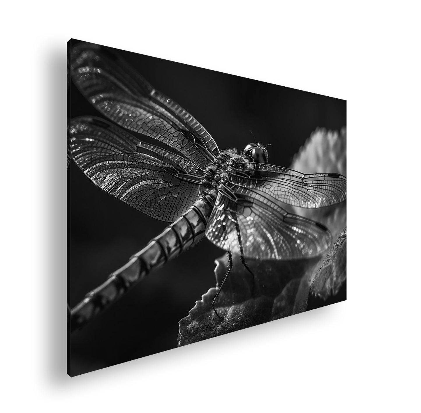 Hauptbild Schwarz & Weiß Standart