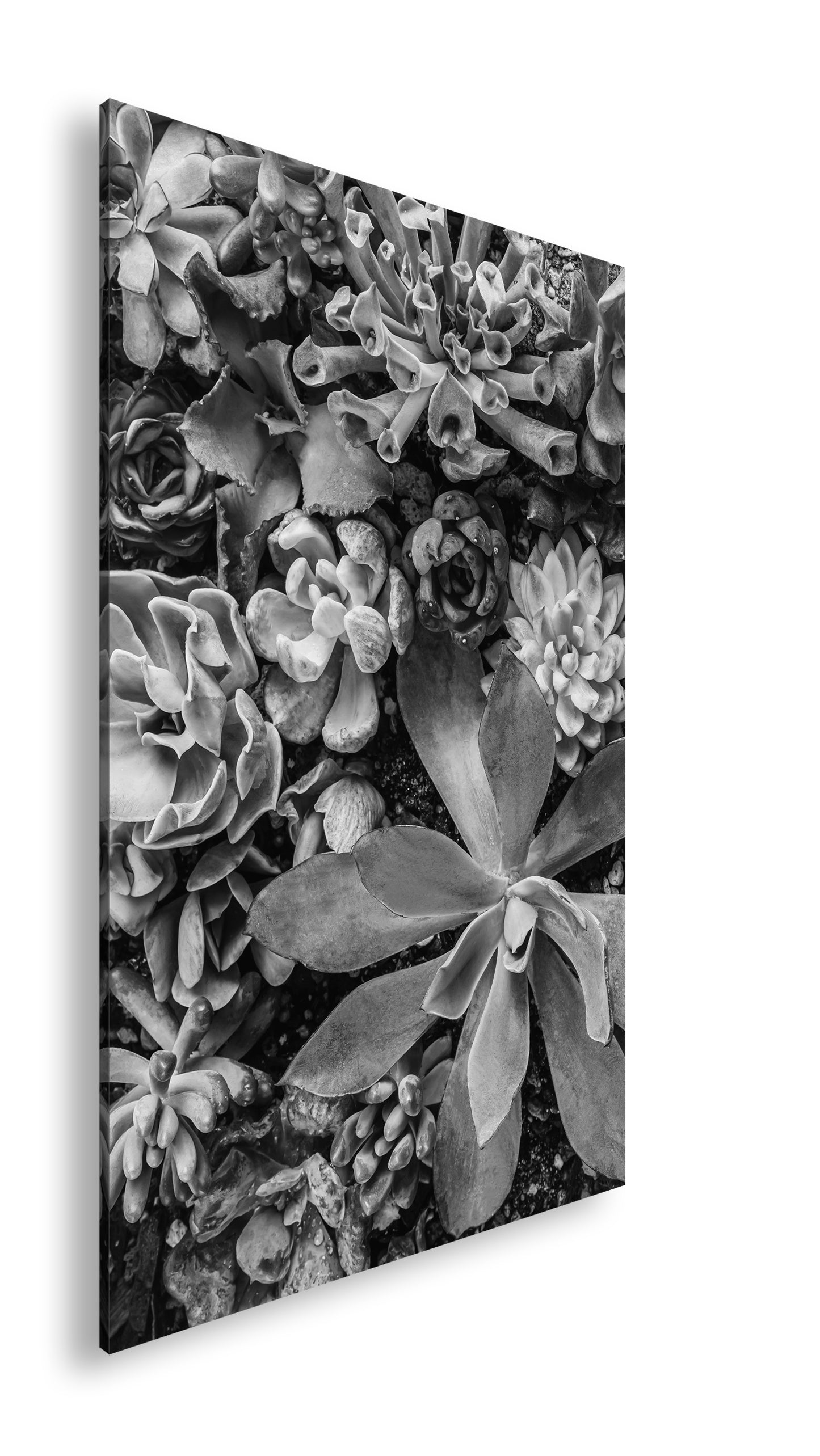 Hauptbild Schwarz & Weiß Standart