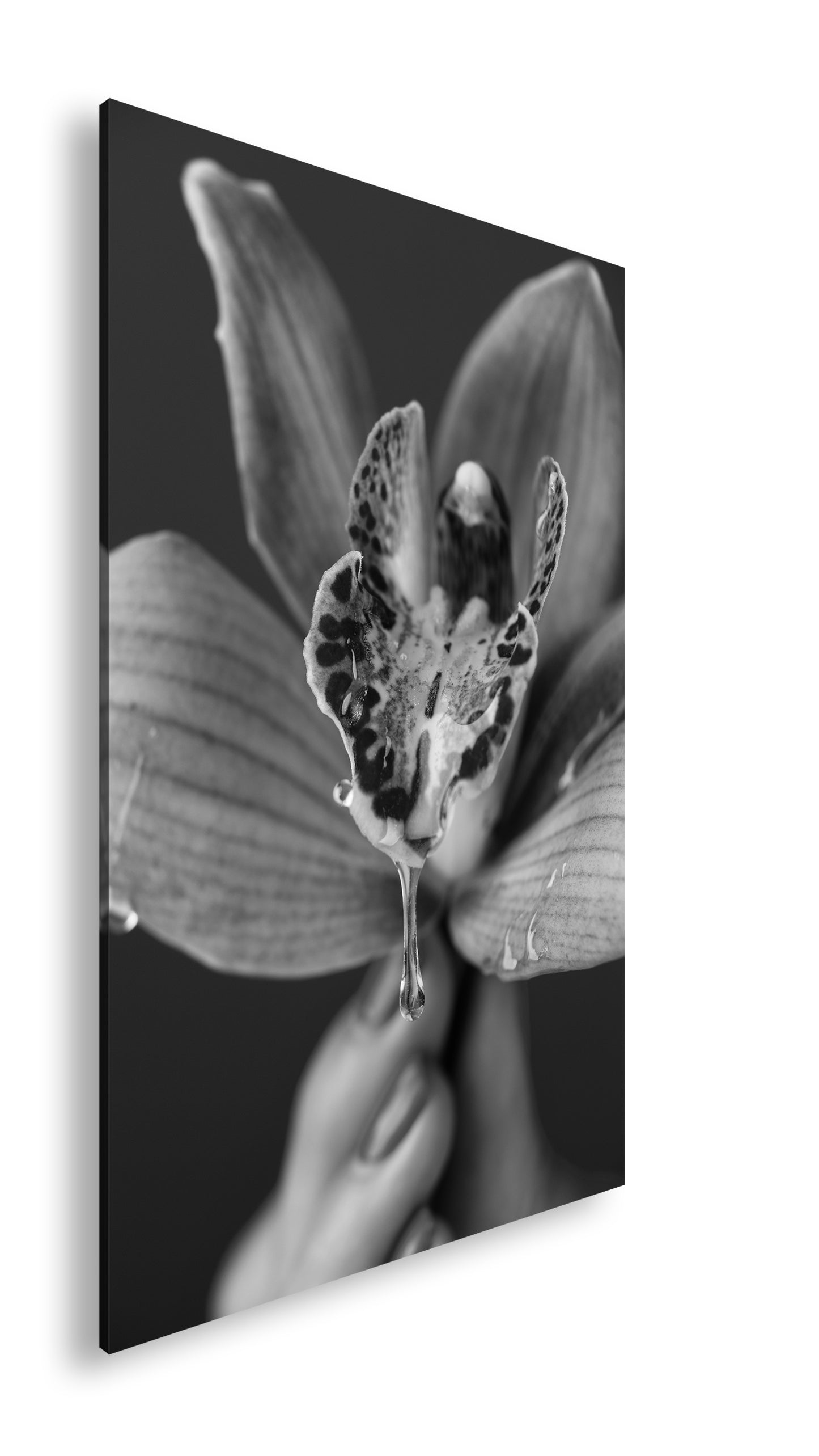 Hauptbild Schwarz & Weiß Standart