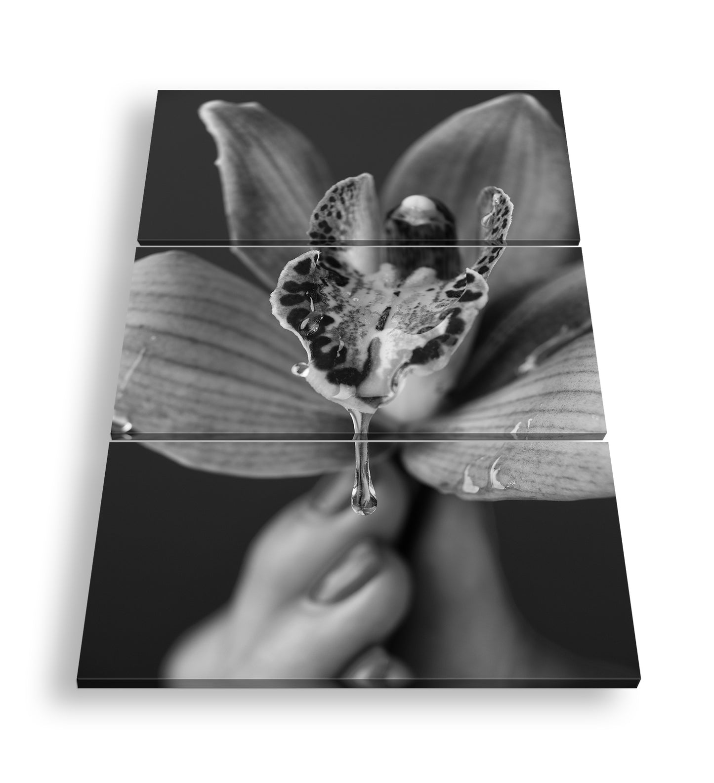 Hauptbild Schwarz & Weiß 3 Teilig