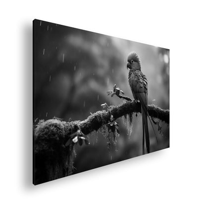 Hauptbild Schwarz & Weiß Standart