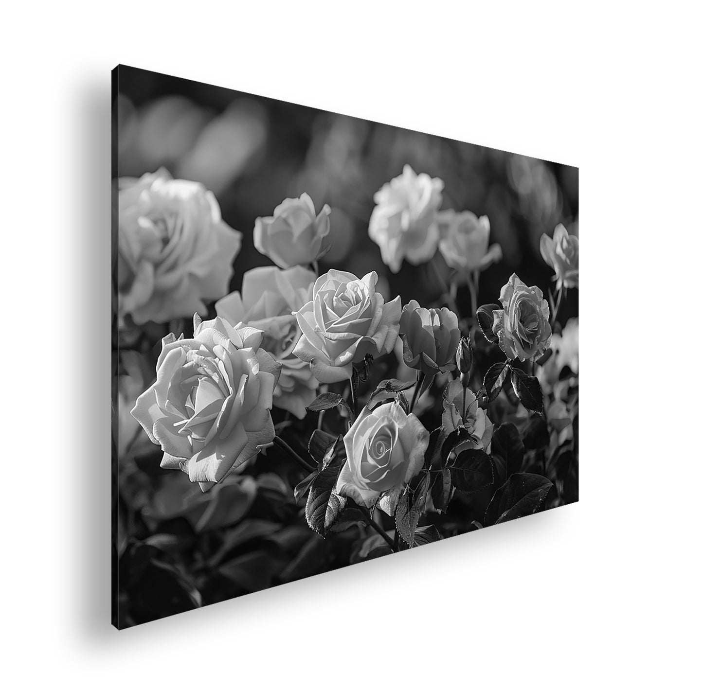 Hauptbild Schwarz & Weiß Standart