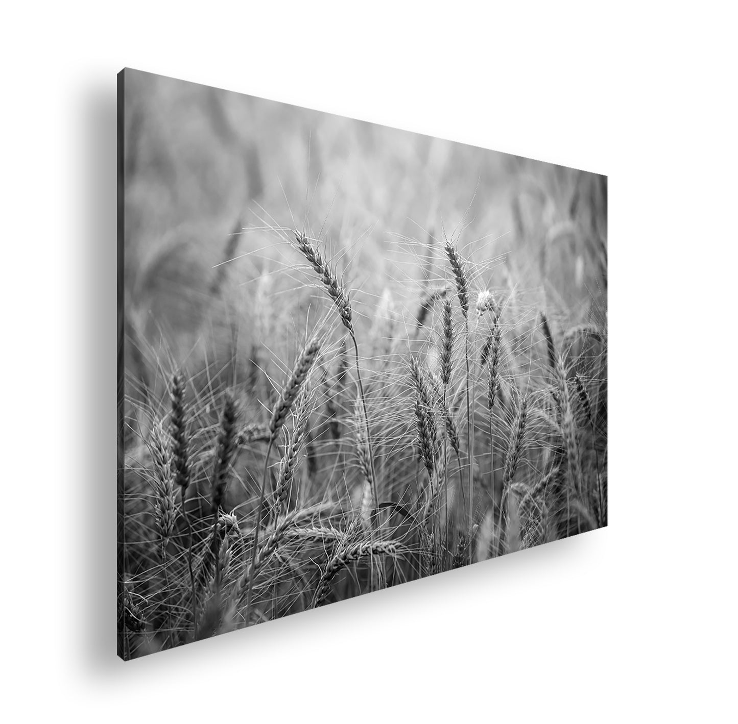 Hauptbild Schwarz & Weiß Standart