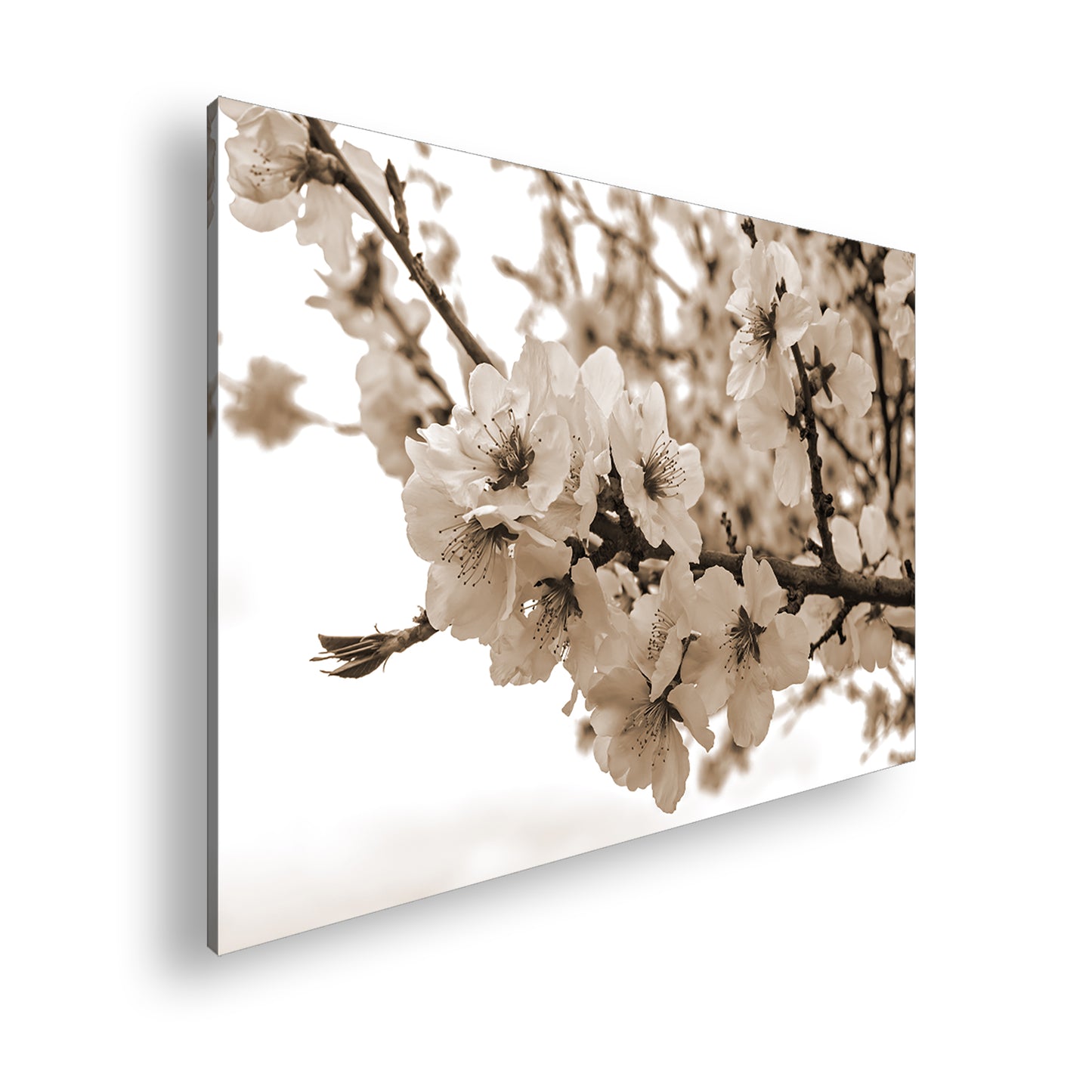 Hauptbild Sepia Standart
