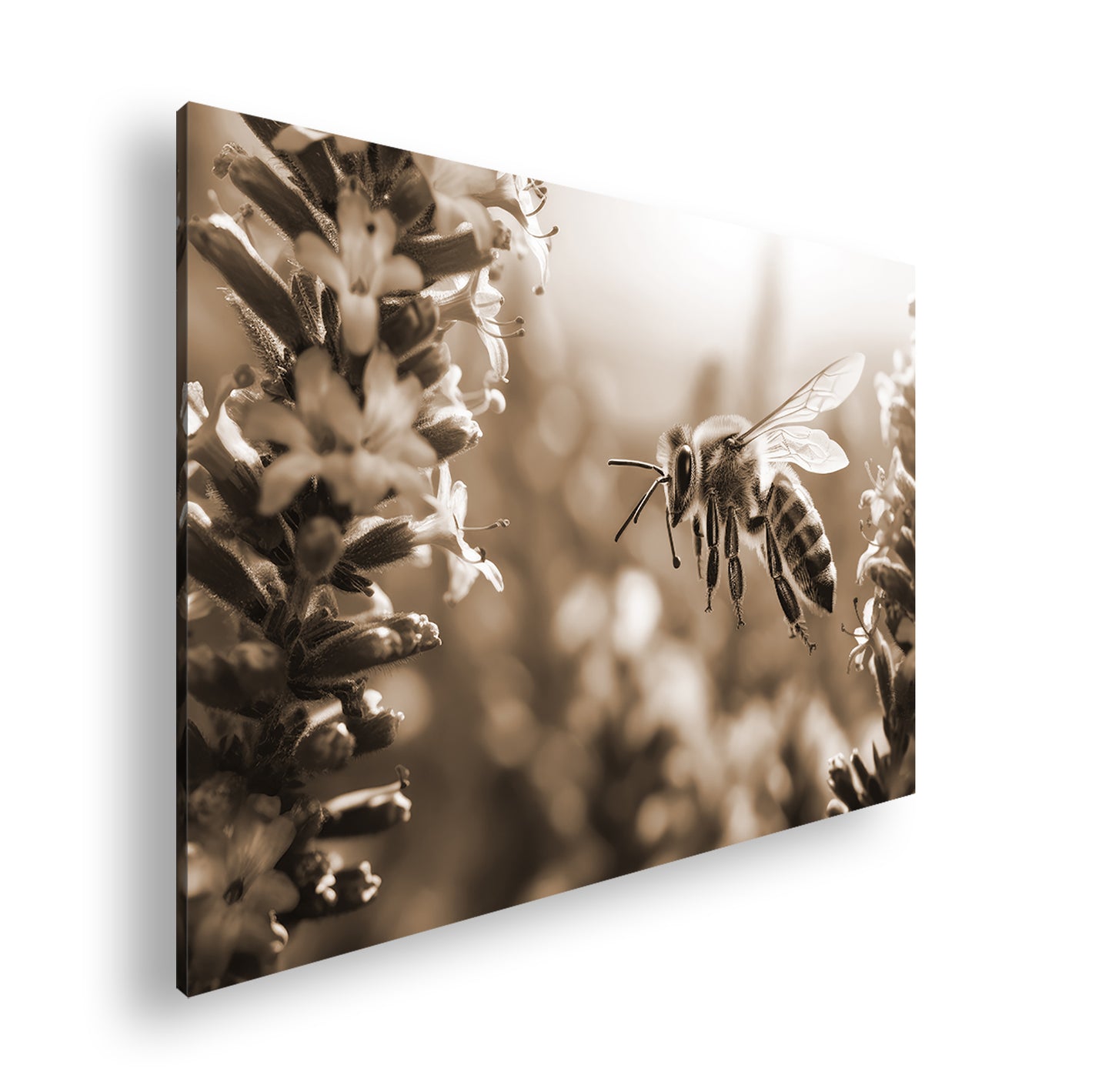 Hauptbild Sepia Standart